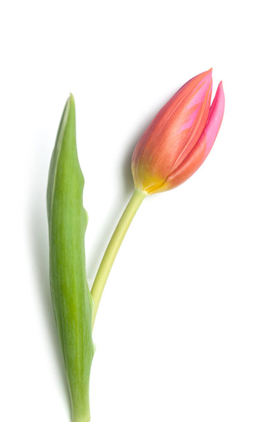 closeup of pink tulip on white background - Foto, imagen