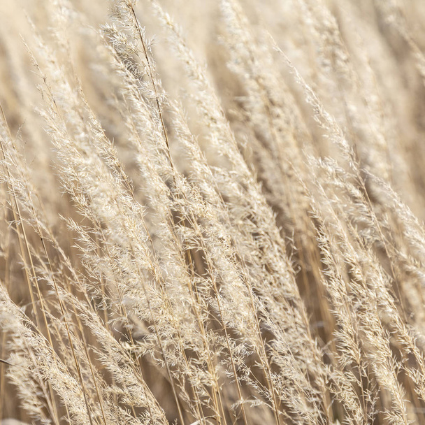 detalhe harmônico de milho selvagem no vento
 - Foto, Imagem