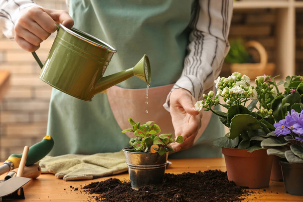 Woman pouring fresh water on plant in pot - Фото, изображение