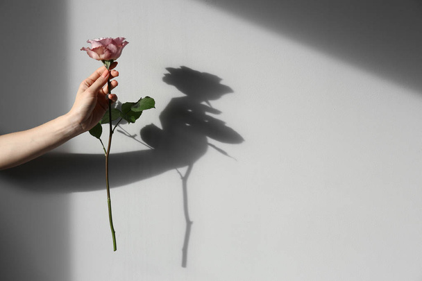 Female hand holding rose on light background - Fotó, kép