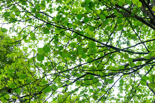 zielony liść podświetlenia w lesie z żółty odcień - Zdjęcie, obraz