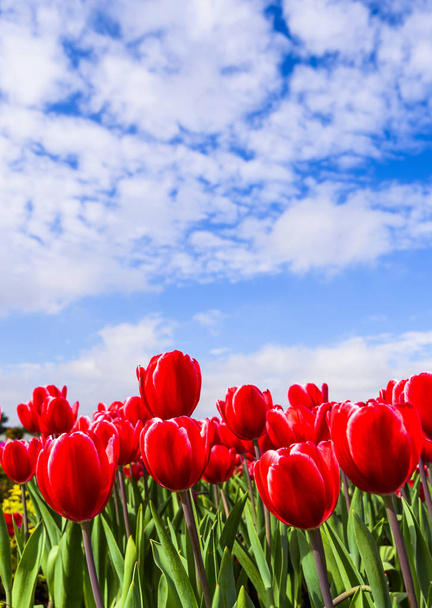 Красивый цветок тюльпанов на фоне голубого неба - Фото, изображение