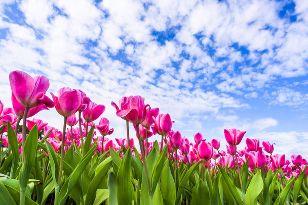 Beautiful tulips flower with the blue sky background - Photo, Image