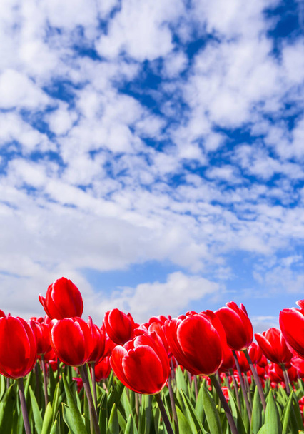 Hermosa flor de tulipanes con el fondo azul del cielo - Foto, Imagen