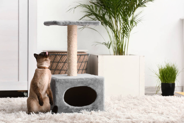 Симпатичная смешная тайская кошка рядом с постом почесывания дома
 - Фото, изображение