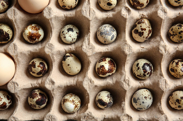 Soporte de cartón con huevos frescos de codorniz, vista superior
 - Foto, Imagen
