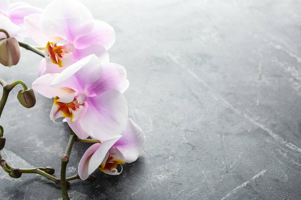 Piękne kwiaty orchidei na szarym tle - Zdjęcie, obraz