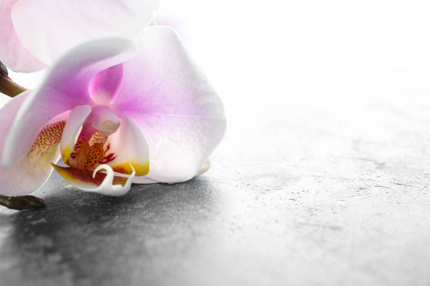 Beautiful orchid flower on light background, closeup - Foto, afbeelding