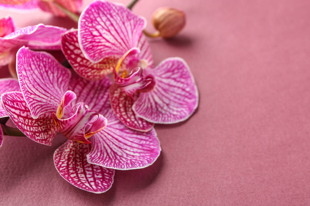 Renkli arkaplanda güzel orkide çiçekleri - Fotoğraf, Görsel