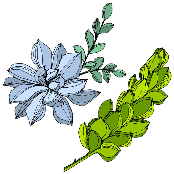 Vector Jungle botanical succulent flower. Wild spring leaf isolated. Engraved ink art illustration. Isolated succulents illustration element. - Vector, Image