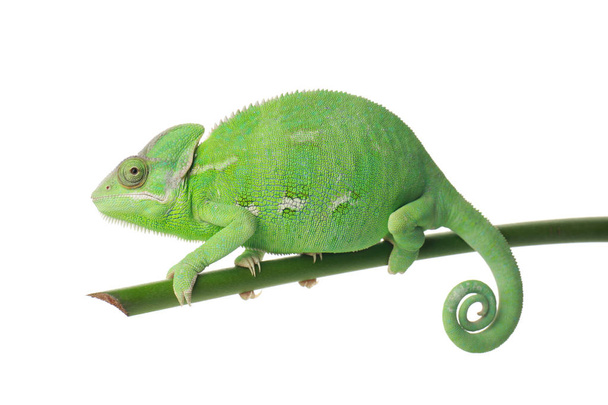 Roztomilý zelený chameleon na větvi proti bílým pozadím - Fotografie, Obrázek