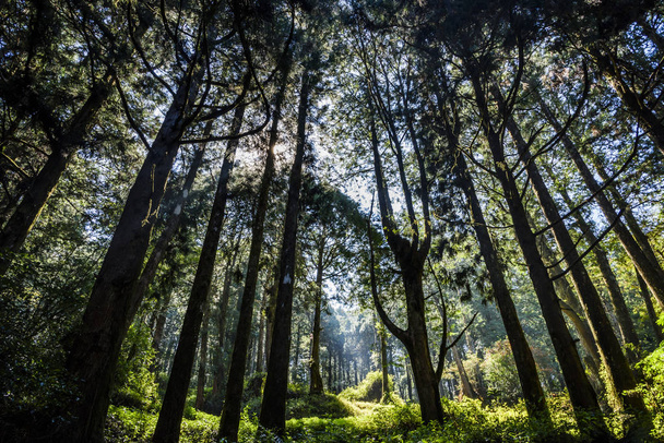 Όμορφο καταπράσινο δάσος το πρωί. Το δάσος του Alishan είναι στο Chiayi, Ταϊβάν. - Φωτογραφία, εικόνα