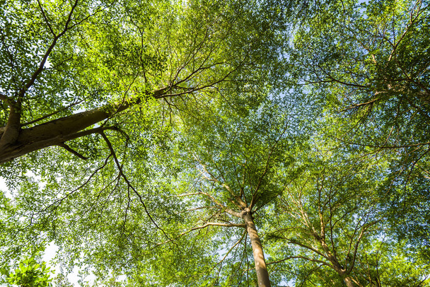 Lush green trees with blue sky as background - Fotó, kép