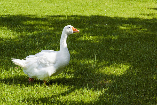 Oie marchant sur l'herbe - Photo, image