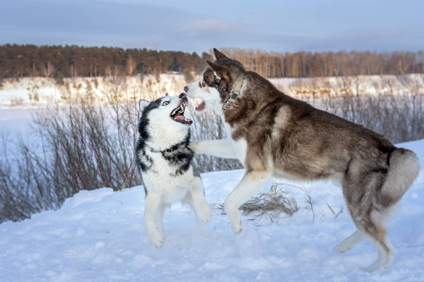 Playing dogs on snow. Husky dogs jump, bite, fight. Friendly two siberian husky dogs. - Foto, imagen