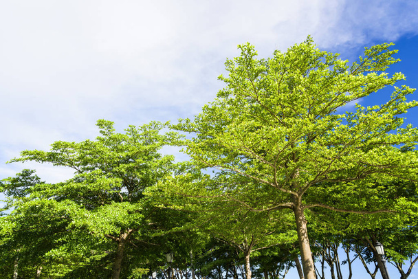 Lush green trees with blue sky as background - Foto, imagen