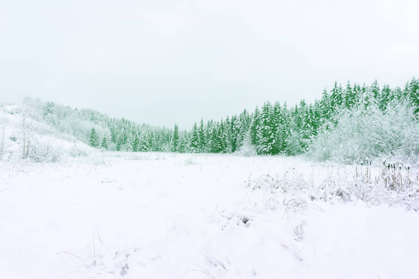 Snow covered fir trees Panoramic view of the picturesque snowy winter landscape Magnificent and silent sunny day. - Foto, Bild