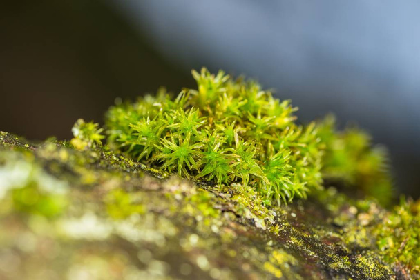 Bir ağaç, Almanya üzerinde ıslak yosun Close-Up - Fotoğraf, Görsel
