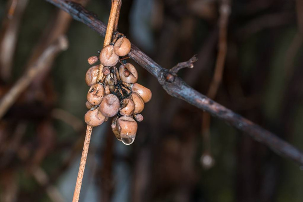 Uvas murchas no inverno em uma videira, Alemanha
 - Foto, Imagem