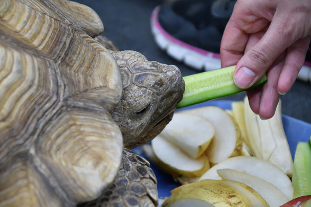 African spronato tartaruga pranzo (LVL. Geochelone sulcata
) - Foto, immagini
