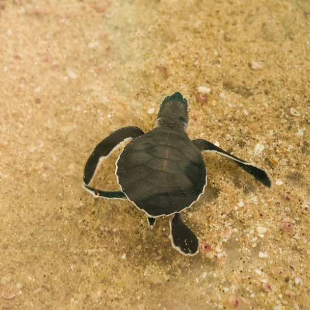 Cachorro de tortuga libre nadando en el mar
 - Foto, imagen