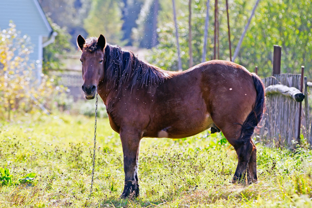 barna ló a gazdaságban - Fotó, kép