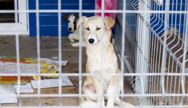two dogs in a shelter cage, theme charity and mercy, animal shelter, dog rescue, volunteer work - 写真・画像