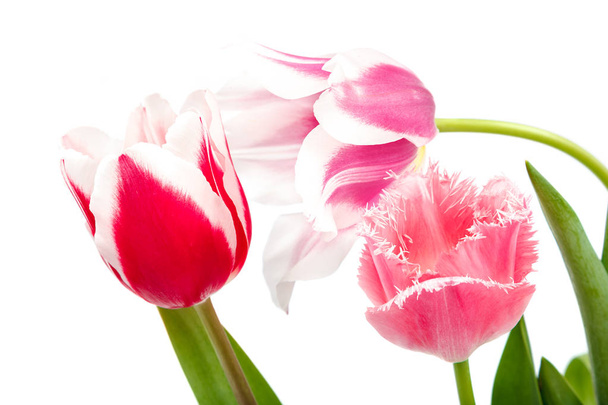 Tulips flowers bouquet isolated on white background. - Photo, Image