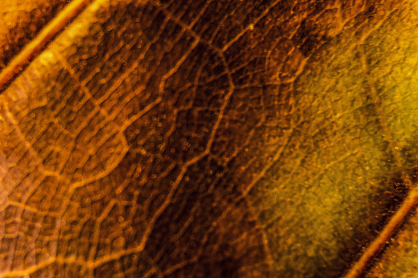 υφή φόντου μπροστά από ξηρά φύλλα της ficus lyrata με τα παϊδάκια σε πλήρες χρώμα - Φωτογραφία, εικόνα