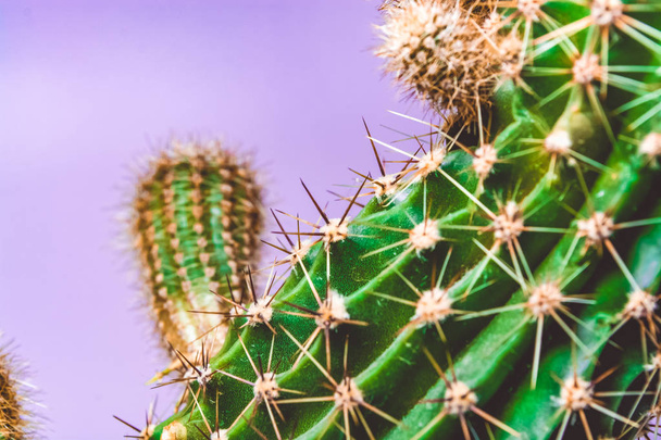 Green cactus with long prickles on a violet background. Exotic. Desert plant. The bright picture with the place for an inscription - Fotografie, Obrázek