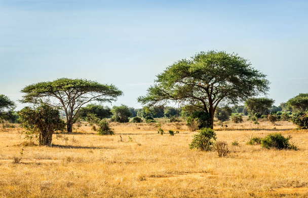 Unique savannah plains landscape with acacia tree in Kenya - Photo, Image