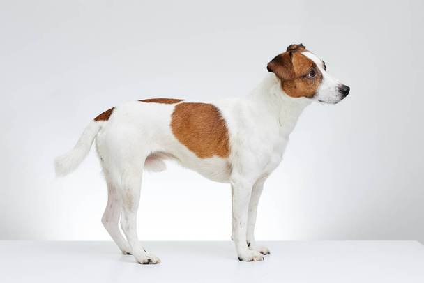 Jack Russell Terrier seisoo sivuttain valkoisella pöydällä ja näyttää suoraan valkoisella taustalla
 - Valokuva, kuva