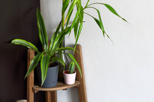 客室インテリア デザインで棚に鍋の家の植物。植物の装飾です。コピーのテキストのための領域 - 写真・画像