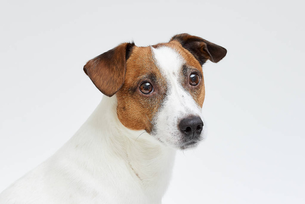 Portrait rapproché du Jack Russell Terrier sur fond blanc
 - Photo, image