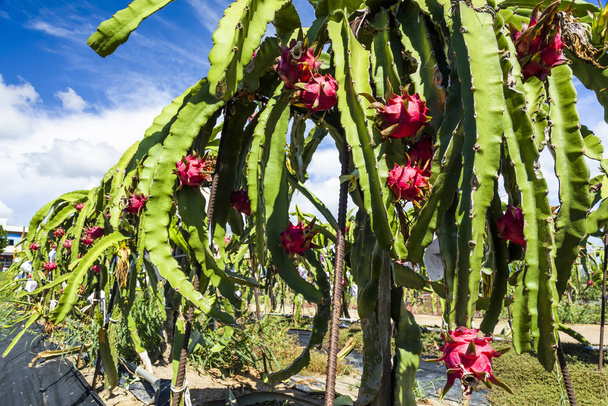 érett pitahaya gyümölcs a pitahaya fán Tajvanon. - Fotó, kép