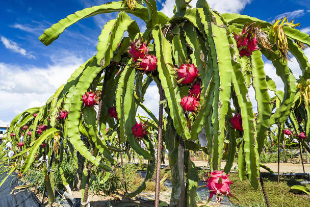 ripe pitahaya fruit on the pitahaya tree in Taiwan. - Photo, Image