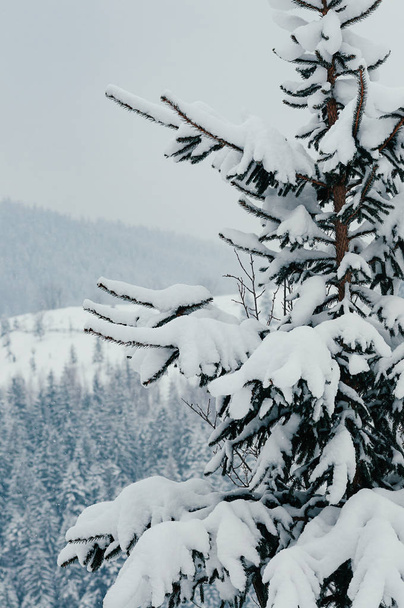 Talvi maaseudulla vuoristomaisema lumipeitteinen kuusi, metsät usvainen kaukainen tausta. Viehättävä ja rauhallinen talvikohtaus Euroopan lomakeskuksen sijainti. Pilvinen päivä
 - Valokuva, kuva