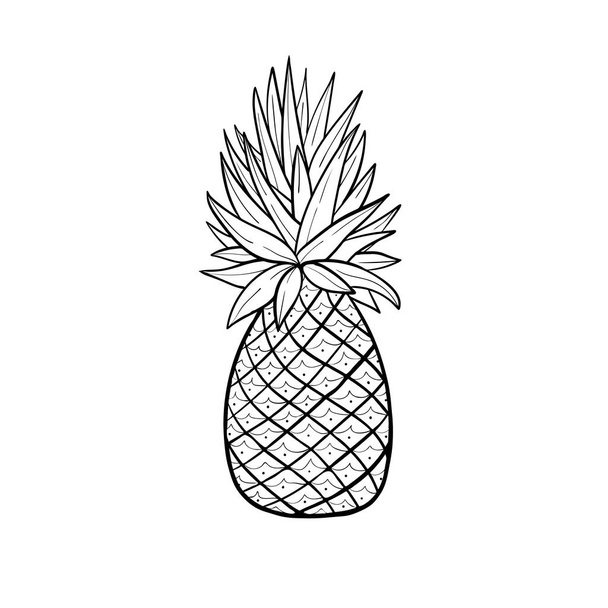 Pinaplle sketch. Tropical fruit. Doodle isolated illustration - Vector, Imagen