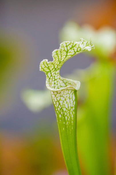 Closeup macro view of sarracenia leucophylla plant. Green insect consuming plant is growing in garden. Interesting botanical leafs with trumpet shape. - Foto, Imagen