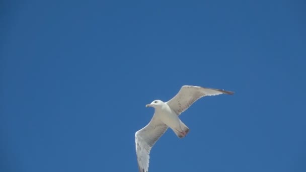 Uma gaivota voa no céu. Movimento lento
 - Filmagem, Vídeo