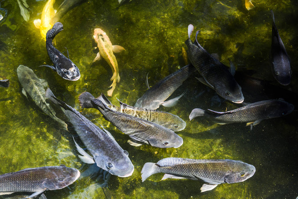 вишукана риба коропа, що плаває в ставку
 - Фото, зображення