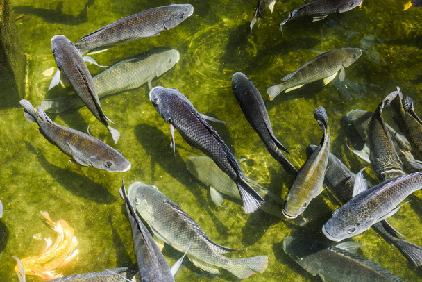 Close-up of fancy carp fish swimming in clearwater - Fotografie, Obrázek