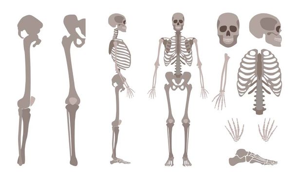 Vector human skeleton body bones and skull set - Vector, Image