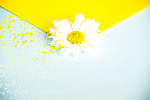 Gyönyörű két színű boríték fehér Margaréta virág a központban közelről. Sárga és kék fröccsenése és a blur. - Fotó, kép