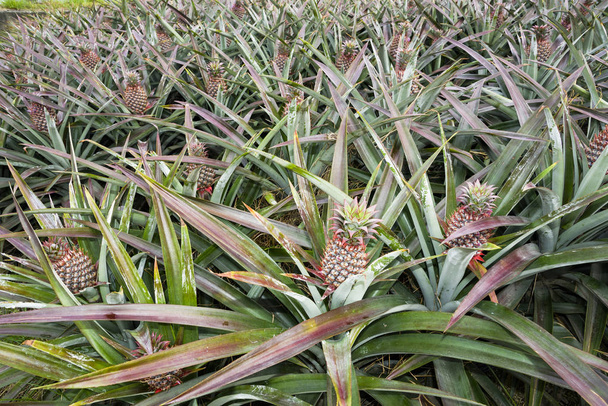A close-up of pineapple in the field is a very popular tropical fruit in Taiwan. - Photo, Image