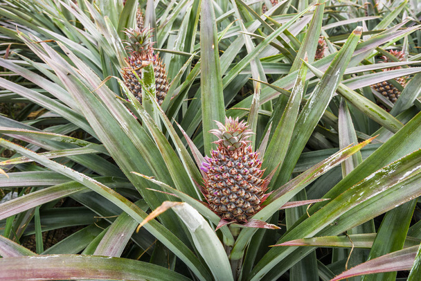 A close-up of pineapple in the field is a very popular tropical fruit in Taiwan. - Photo, Image