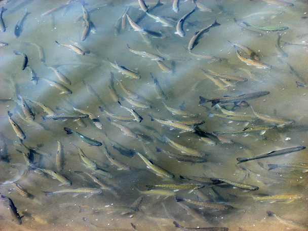 Ένα κοπάδι ψαριών του γλυκού νερού πέστροφας επιπλέει στο ο γεωργός σε λίμνη - Φωτογραφία, εικόνα
