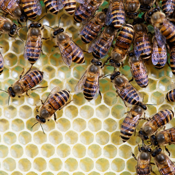 Bees and honeycomb - Photo, Image
