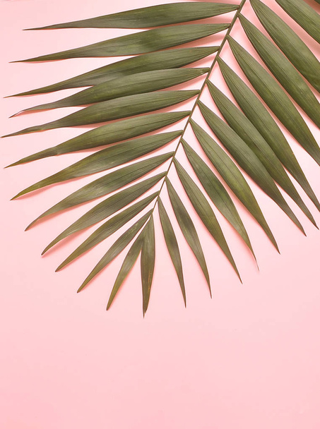 Palme auf rosa Hintergrund. - Foto, Bild
