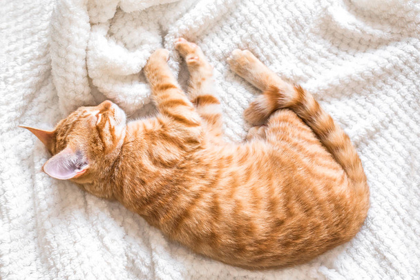 Ginger cat sleeping on soft white blanket, cozy home and relax concept, cute red or ginger cat. - Photo, image